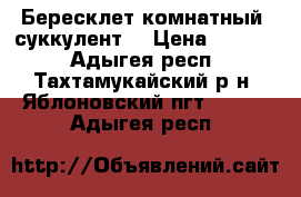 Бересклет комнатный (суккулент) › Цена ­ 1 500 - Адыгея респ., Тахтамукайский р-н, Яблоновский пгт  »    . Адыгея респ.